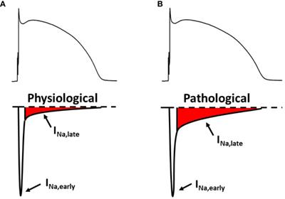 Late Sodium Current Inhibitors as Potential Antiarrhythmic Agents